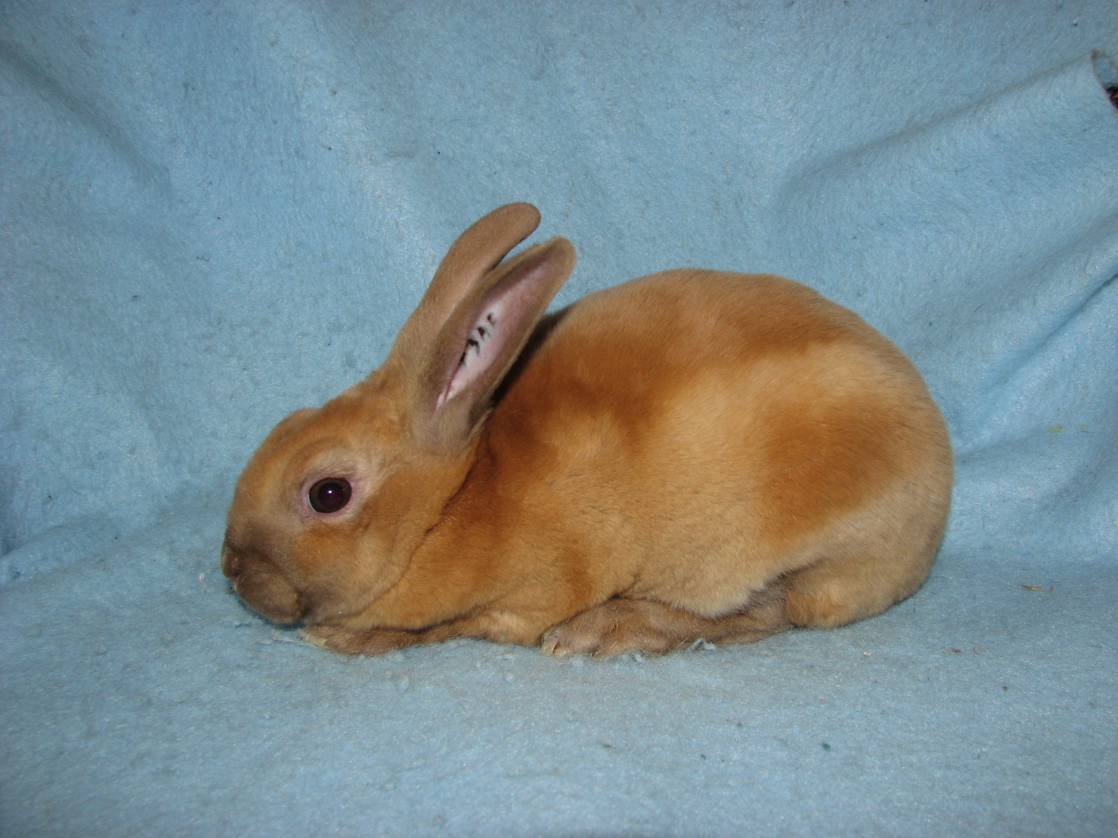 Foxaway RabbitsMini Rex Rabbits for Sale